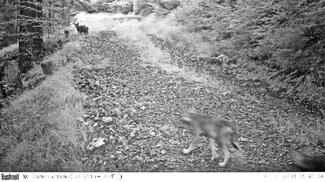 Welpen aus dem Calanda-Rudel: Sie tappten im August in die Fotofalle. Das neue Wolfsrudel lebt am Ringelspitz.