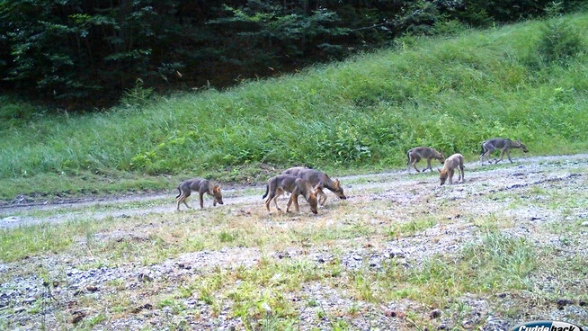 Veränderter Lebensraum: Wölfe kehren dahin zurück, wo sie heimisch waren – nur hat sich dieser Lebensraum gewandelt.