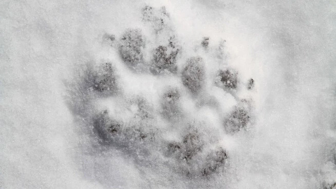 Wolfsspur im Schnee.
