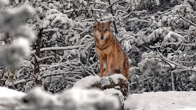 Wenn in den Bergen der Schnee liegt: Im Winter folgt der Wolf seiner Beute vermehrt bis in die Siedlungsgebiete.