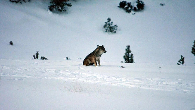 Hat im Engadin ihr Revier: Die Wölfin F18 lebt seit rund sieben Jahren im Gebiet um den Nationalpark. Sie hat sich aber wohl nicht mit einen Männchen zusammengetan.