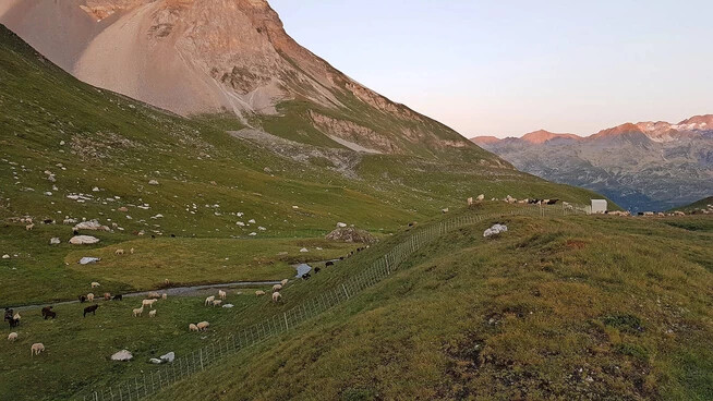 Neuer Ansatz: Wenn eine Alp ein Herdenschutzkonzept hat – wie hier auf der Stutzalp –, so soll sie künftig als geschützt gelten, unabhängig davon, wo ein Riss passiert.