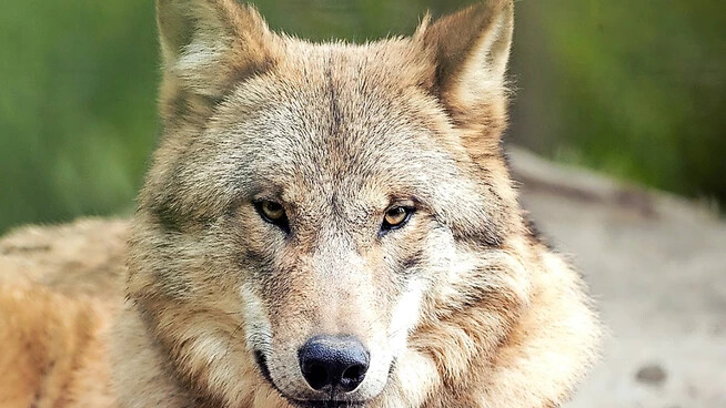 Wölfe aus dem Kärpfrudel haben auf Alpen bei Elm eine Schafherde und eine Ziegenherde angegriffen. 
