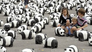 Der WWF hat in Zusammenarbeit mit Forschern neue Tierarten im südostasiatischen Mekong-Delta entdeckt. Die Pandas gehören zu den bedrohten Tierarten. (Archivbild)