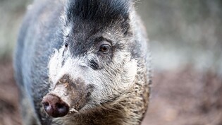 Das Pustelschwein ist Zootier des Jahres 2022.