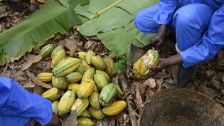 Nestlé will mit Anreizzahlungen Kinderarbeit verhindern und seine Kakao-Lieferkette nachhaltiger gestalten. (Archivbild)