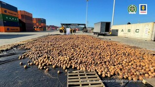 HANDOUT - Auf diesem von der Staatsanwaltschaft zur Verfügung gestellten Bild sind Kokosnüsse zu sehen, die mit flüssigem Kokain nach Europa geschickt werden sollten. Foto: colprensa/dpa