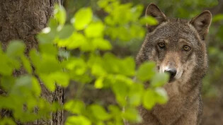Der Schutz von Wölfen in der Schweiz soll gelockert werden. 