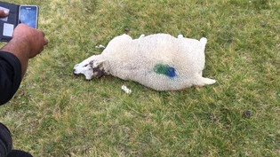 Die Schafe auf der Alp Stutz wurden von einem Wolf getötet.