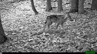 «Reiner» Wolf: Ein Welpe aus dem Calandarudel wird von einer Fotofalle auf Bild gebannt. 