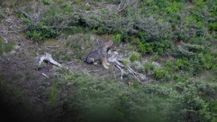 Der Kanton erhielt vom Bundesamt für Umwelt die Genehmigung vier Jungwölfe des Beverin-Rudels zu schiessen.