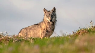 Exklusives Bild: Ein junger Calanda-Wolf, im Frühling 2017 geboren und im Mai 2018 fotografiert.