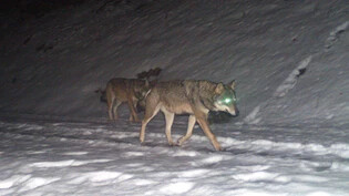 Im Februar konnten im Kanton Glarus zwei Wölfe nachgewiesen werden.