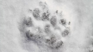 Mit dem kommenden Winter ist mit der Präsenz von Wölfen in Dorfnähe zu rechnen.