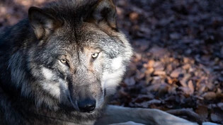 In Graubünden sind am Wochenende wieder zwei Wölfe von Zügen überfahren worden. Ein weiteres Tier wurde vermutlich von Artgenossen getötet (Themenbild).