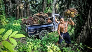 Bestandteil vieler Produkte: Ein Arbeiter erntet Palmöl auf Nordsumatra. Um Plantagen anzulegen, werden oft Regenwälder geholzt. Bild Keystone