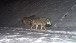 Die Wolfsregulierung ist auch im Kanton Glarus ein Thema. Der Regierungsrat fordert weitergehende Massnahmen.