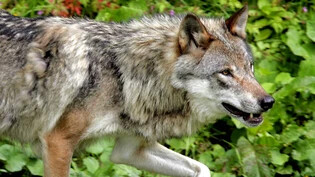 Die Wege werden sich kreuzen: Der Wolf ist zurück im Glarnerland. Das hat Folgen für die Arbeit der Glarner Jäger.