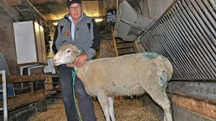 Schafzüchter Hans Rhyner und Bärbi, die als Folge der Abszessbildung der Bisswunde täglich intensiv behandelt wird. 