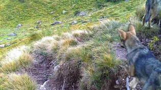 Einer der Glarner Jungwölfe, die im September 2021 im Kärpfgebiet von einer Fotofalle aufgenommen wurden, trägt jetzt einen Sender, der seine Bewegungen aufzeichnet.
