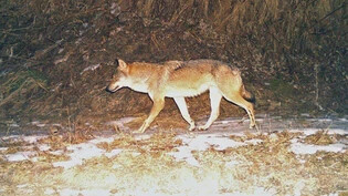Einzelwolf in der Surselva: Weil sich ein Wolfsrüde in der Cadi mehrmals Menschen näherte, schoss ihn die Wildhut ohne Bundesgenehmigung ab.