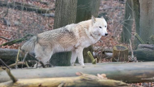 Wegen heller Färbung: Die Untersuchungen haben gezeigt, dass es sich beim erlegten Wolf um einen Wolfshybriden handelt.