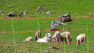 Schutz vor dem Wolf: Auf Bösbächi wacht ein Hund über seine Schafherde.