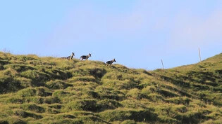 Drei letztjährigen Wolfswelpen des Beverinrudels erkunden auf einem Bild von vergangenem Sommer ihr Revier. 