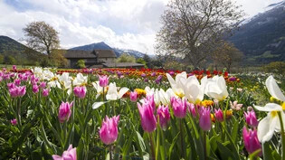 Blumenpracht: Am 1. März ist meteorologischer Frühlingsbeginn.