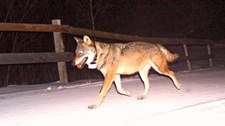 Mit Senderhalsband: Ein Wolf wird von einer Fotofalle erwischt – und während seiner oft langen Märsche ist seine Position bekannt.