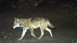 Mehrere Schafrisse in Graubünden, Thurgau und St. Gallen gehen aufs Konto des Wolfs mit der Bezeichnung M93.