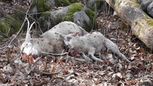 Schafrisse bei Cama: Ein aktuelles Gutachten kommt zum Schluss, dass die steigende Wolfspräsenz eine Gefahr darstelle für die körperliche und geistige Unversehrtheit der Bergbäuerinnen und Bergbauern.