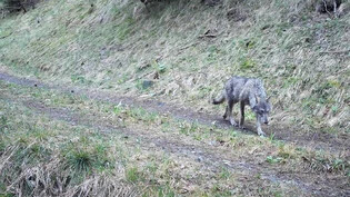 Revier im Schams: Ein Wolf des Beverinrudels ist unterwegs. Eingefangen wurde er diesen Frühling von einer Fotofalle. 