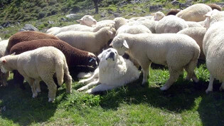 Es reicht nicht: Die Regierung glaubt nicht mehr daran, dass Herden durch Hunde und andere Massnahmen ausreichend geschützt sind.