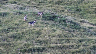 Sollen dezimiert werden: Der Kanton will wiederum Wolfswelpen aus dem Beverinrudel erlegen. Im Bild die Jungtiere vom vergangenen Jahr auf einer Weide unterhalb des Piz Beverin. 
