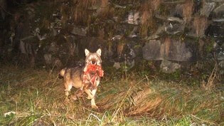 Mit Beute: Ein Wolf – vermutlich der Leitrüde des Beverinrudels – tappt mit einem gerissenen Reh in eine Fotofalle.