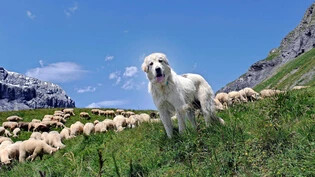 Nah bei den Schafen: ein Herdenschutzhund bei der Arbeit auf der Alp Mer. 