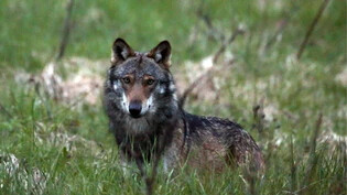 Von der Wildhut erlegt: In der Nacht auf Sonntag ist zum ersten Mal seit über 200 Jahren wieder ein Wolf im Glarnerland geschossen worden – so wie der abgebildete Wolf M35, der im Wallis von der Wildhut geschossen wurde. 