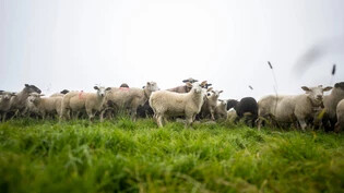 Notfallmässiger Alpabtrieb: Die Schafe der Klosterser Alp Börter weiden jetzt im Tal.