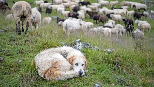 Gerissen trotz Zaun und Hunden: Nach Schätzungen des Glarner Herdenschutzbeauftragten hätten rund 40 Prozent der gerissenen Tiere vollständig durch Herdenschutzmassnahmen geschützt sein sollen.