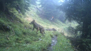 Auf der Fährte des Wolfes: Im Buch «Wölfe in der Schweiz. Eine Rückkehr mit Folgen» wird für einmal nicht die wildbiologische Seite beleuchtet, sondern vielmehr, was die Rückkehr des Wolfes für das Zusammenleben in der Schweiz bedeutet.