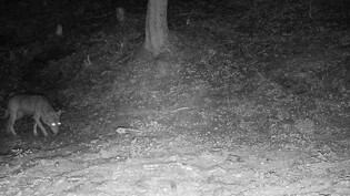 Monitoring verstärkt: Ein Wolf aus dem Beverinrudel, der diesen Sommer nachts unterwegs ist, wird von einer Wildtierkamera erfasst.