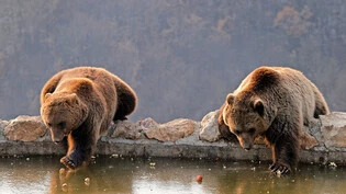 Vom Menschen gefürchtet: Zwei Braunbären fangen Äpfel von der vereisten Oberfläche eines kleinen Teiches.