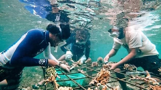Teamwork: Der neue Korallengarten entsteht in Zusammenarbeit von Lehrern und Schülern der Umweltschule. 