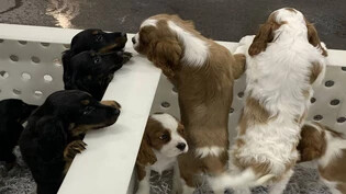Kontrollbedarf: Ein Hundeimport bei der Überprüfung an der Grenze.