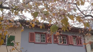 Frühling im Herbst: In Glarus treiben die Kirschbäume an der Bärengasse den ganzen November über üppig Blüten.