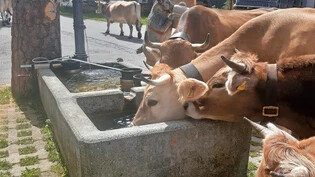 Die Degustation des Monsteiner Wassers fand letzte Woche statt – die Kühe waren sichtlich zufrieden mit dem Quellwasser. Das OK auch.  