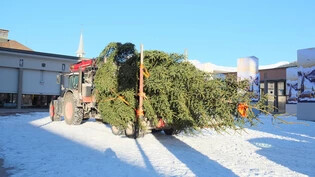 Der rund 9 Meter hohe Baum wurde per Traktor angeliefert. 